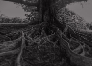 Two Rivers tree roots